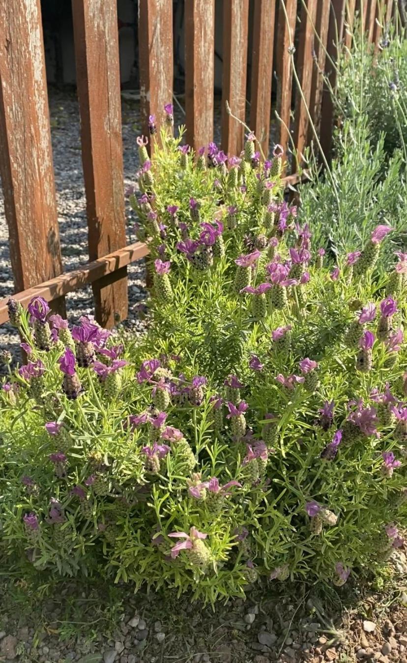 Lavender Farm House 나프팍토스 외부 사진
